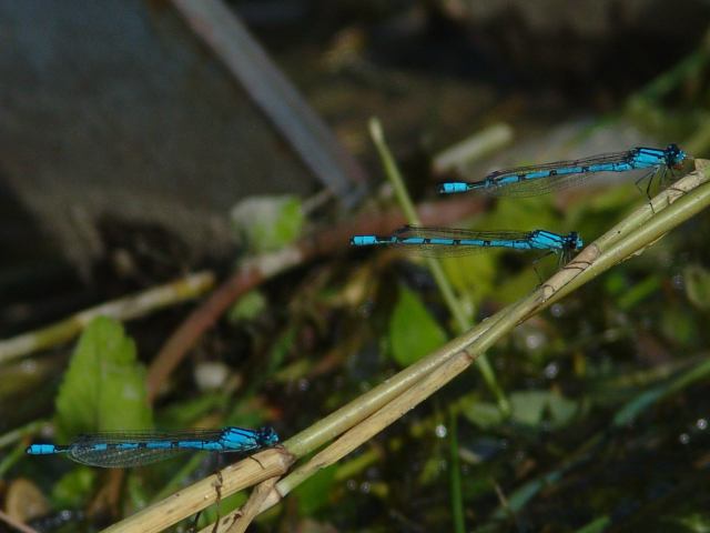 Watersnuffels, algemeen in de duinen, vaak met tientallen exemplaren boven kleine duinmeertjes